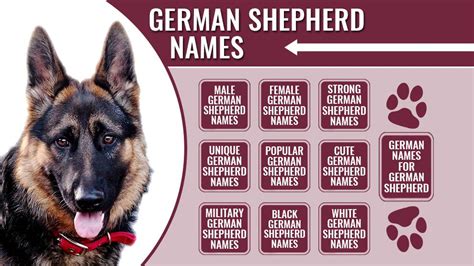 unusual german shepherd names|german shepherd breeding names.